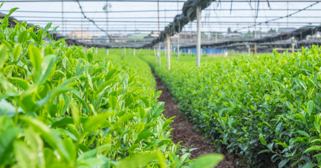 Matcha, green tea bushes, tencha, green tea farm, green tea leaves, green tea plantation, dark nets, shading, manufacturing, origin