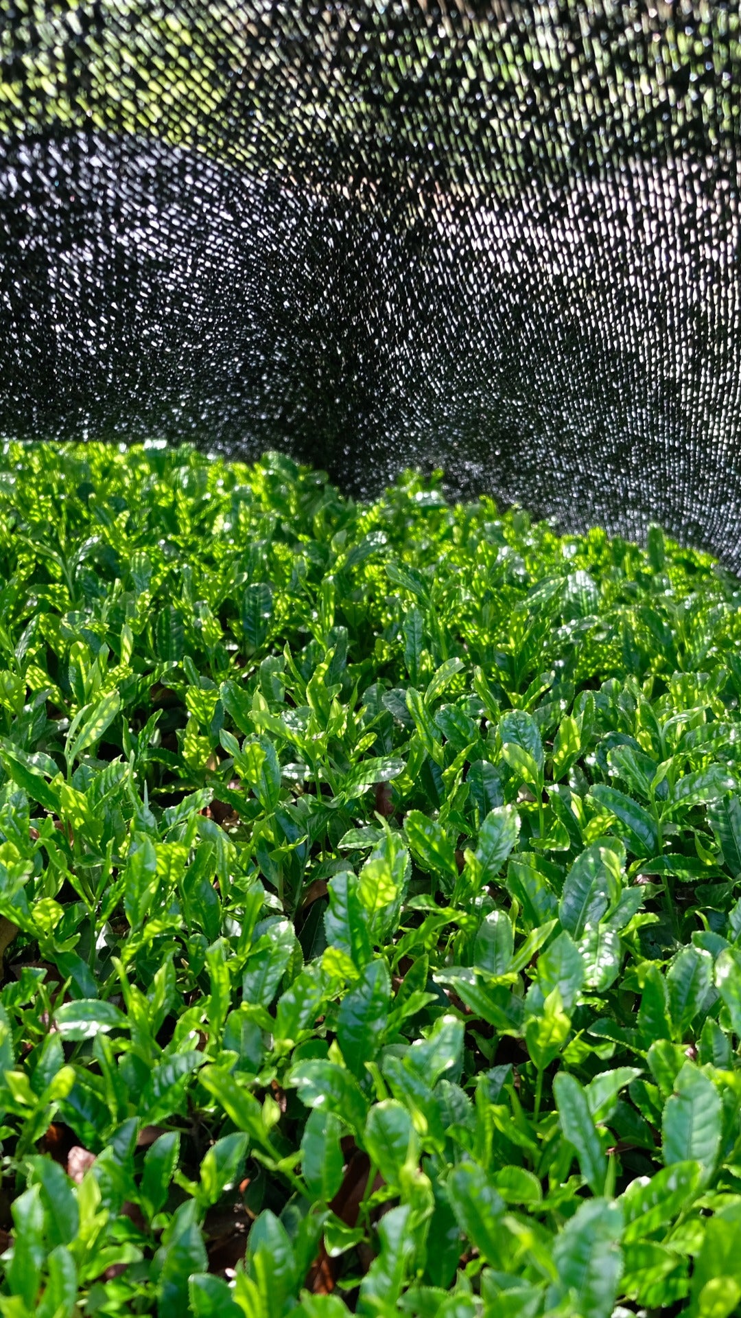 Matcha, green tea bushes, tencha, green tea leaves, manufacturing, shading, dark nets,