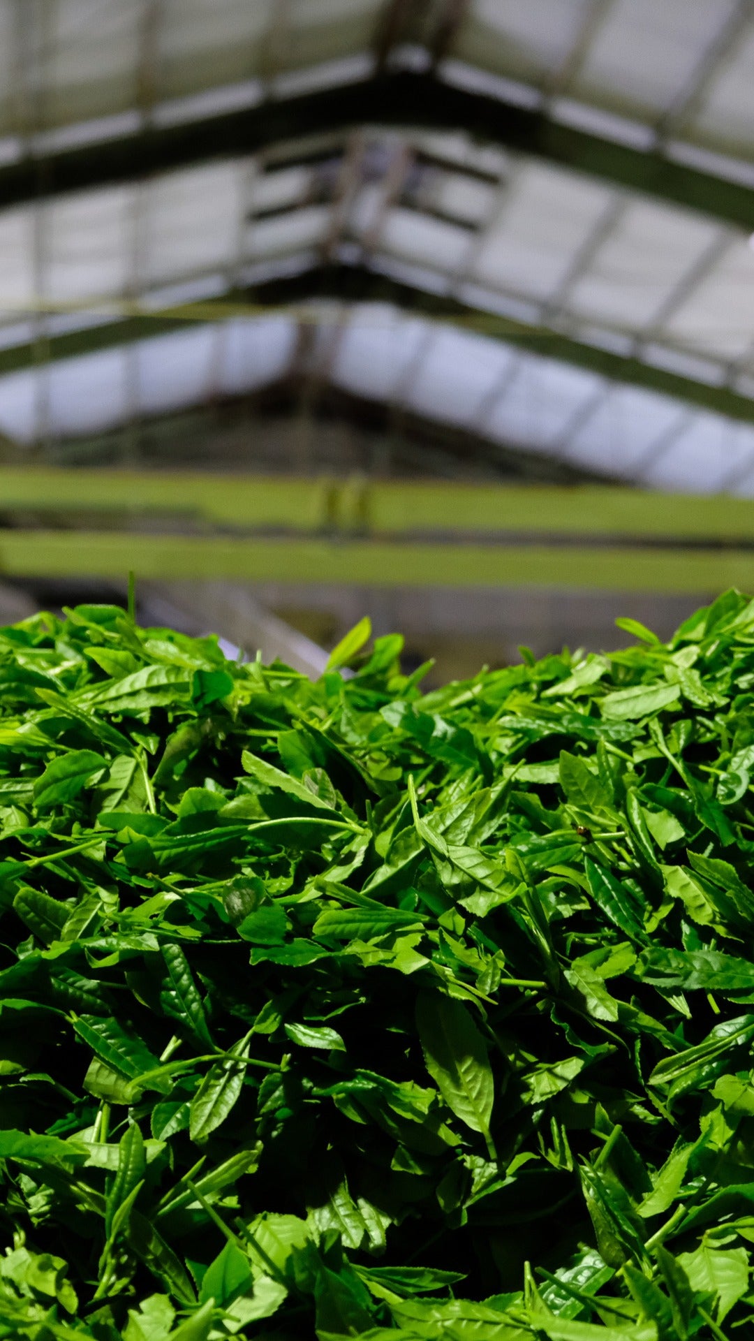 Matcha, green tea leaves, tencha, matcha manufacturing, harvest,