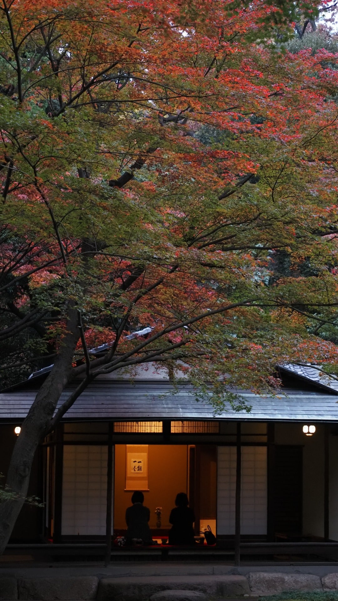 matcha, tea ceremony, tea room, chashitsu, nature, house, japanese garden